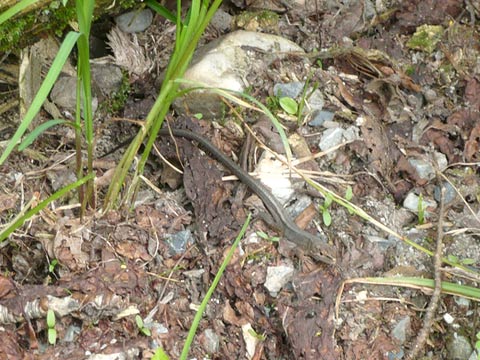 ニホンカナヘビ(4)