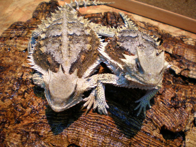 ジャイアントホーンドリザード(5)