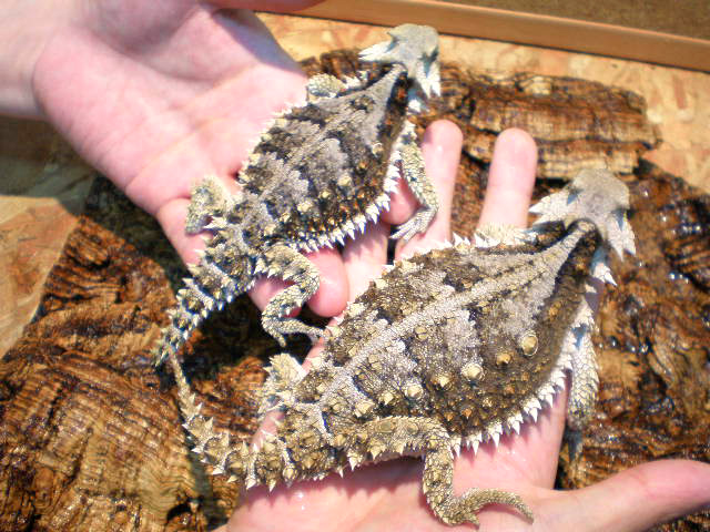 ジャイアントホーンドリザード(6)