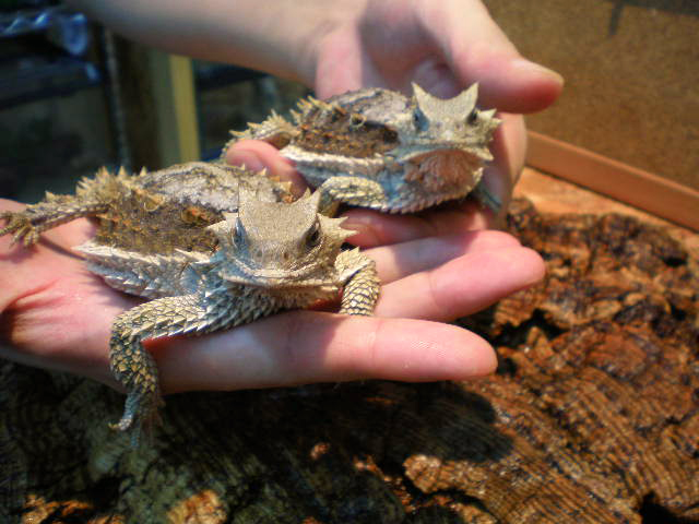 ジャイアントホーンドリザード(7)