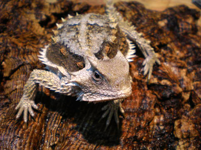 ジャイアントホーンドリザード(8)