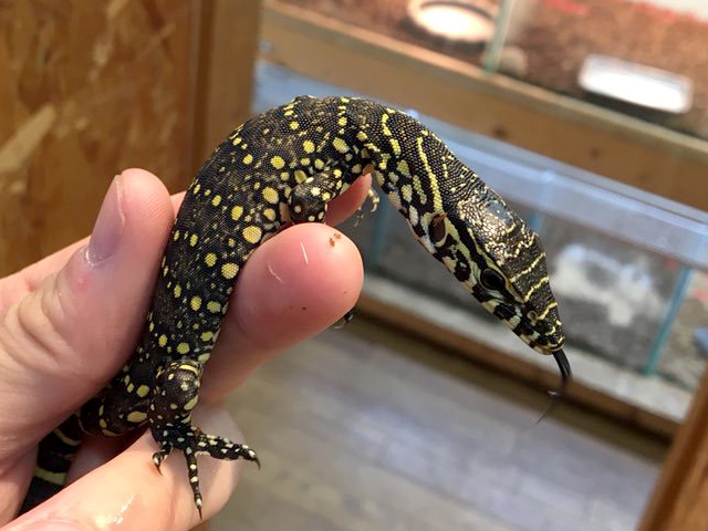 オルナータナイルモニター(11)