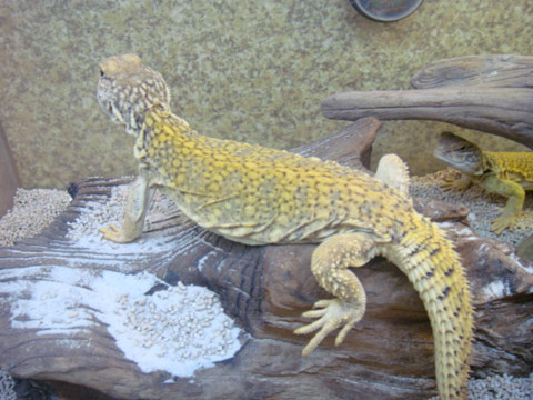 マリトゲオアガマ(5)