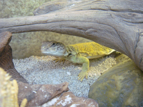 マリトゲオアガマ(6)