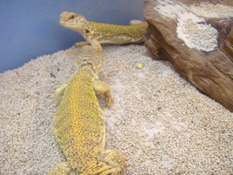 マリトゲオアガマ(7)
