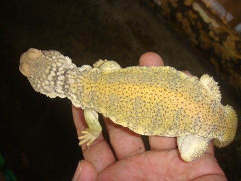 マリトゲオアガマ(8)