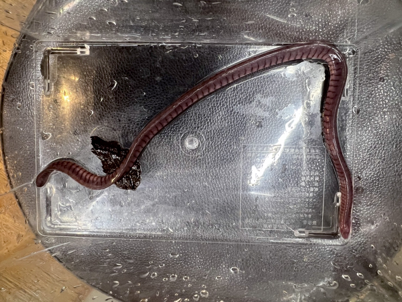 カウプカワアシナシイモリ(4)