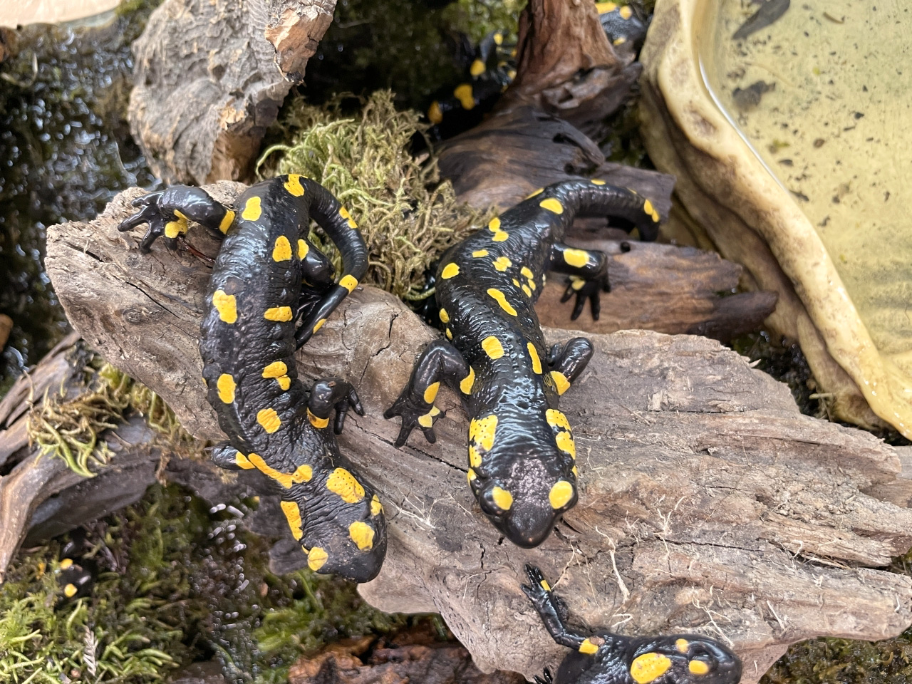 ファイアサラマンダー(2)