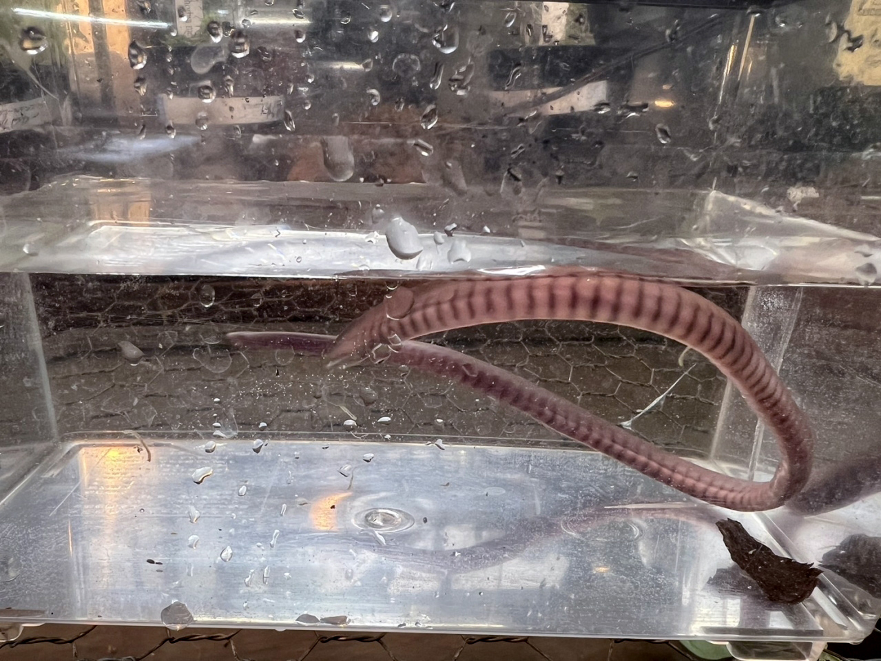 カウプカワアシナシイモリ(1)