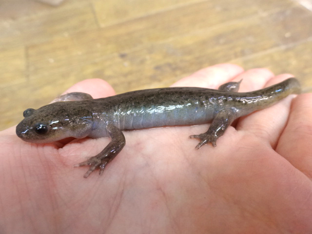 チョウセンサンショウウオ(2)