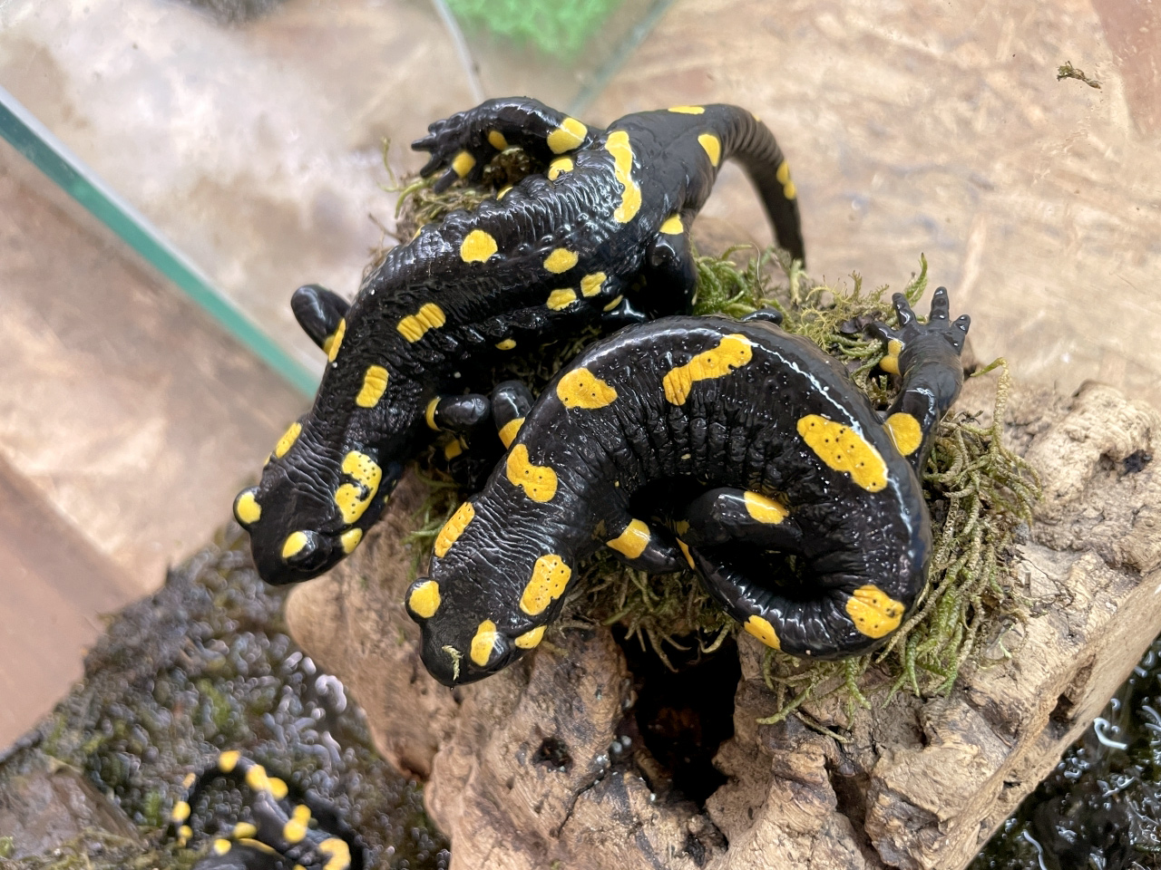 ファイアサラマンダー(1)