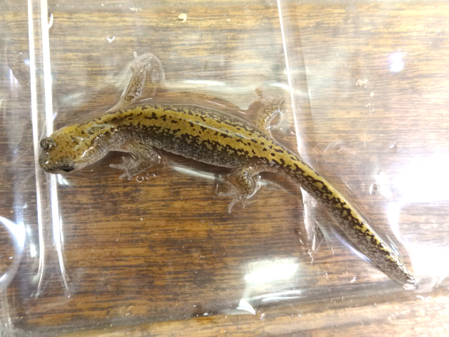 キタサンショウウオ