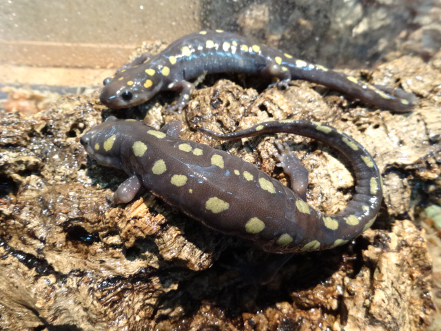 スポテッドサラマンダー