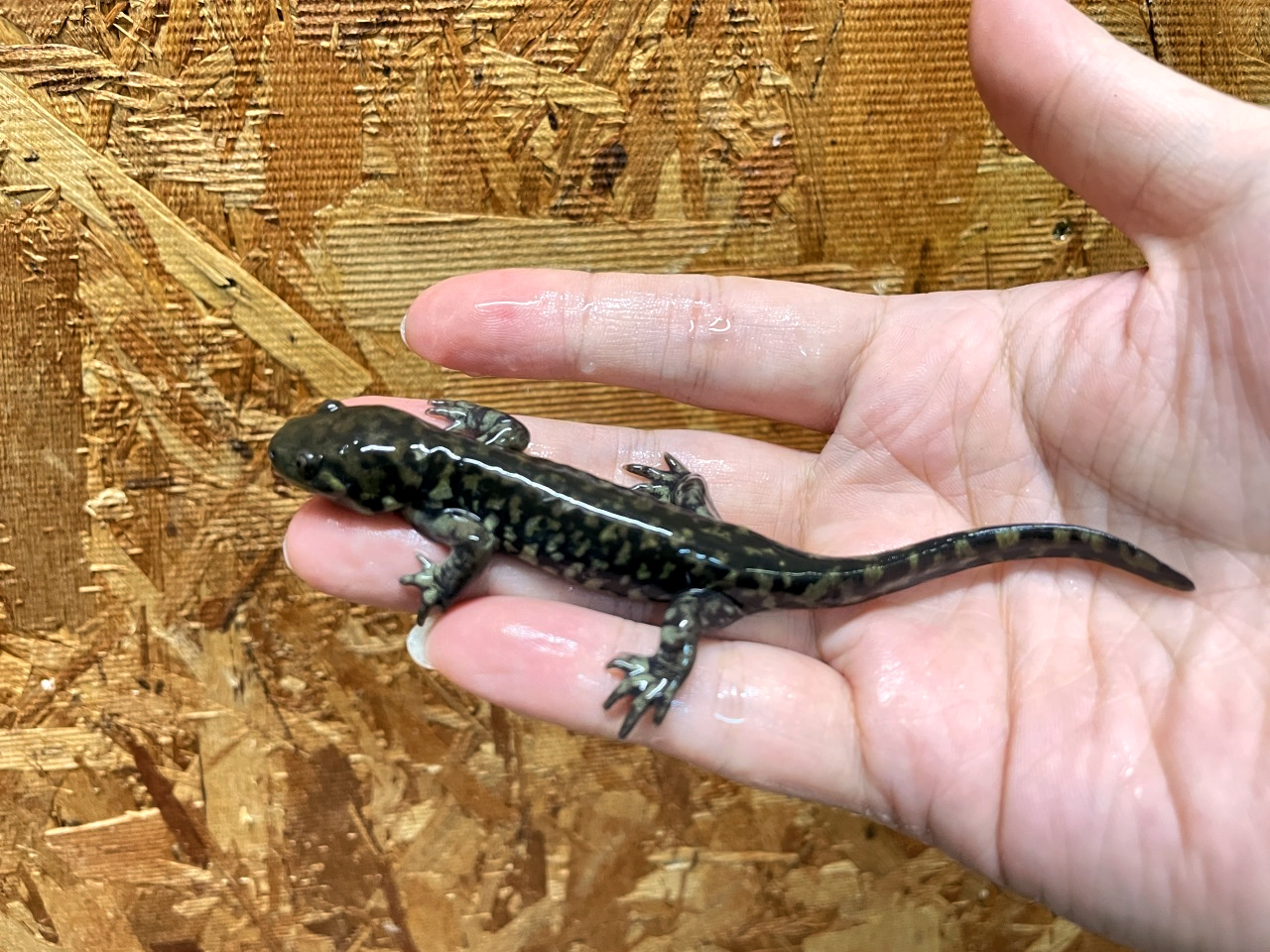 トウブタイガーサラマンダー(4)