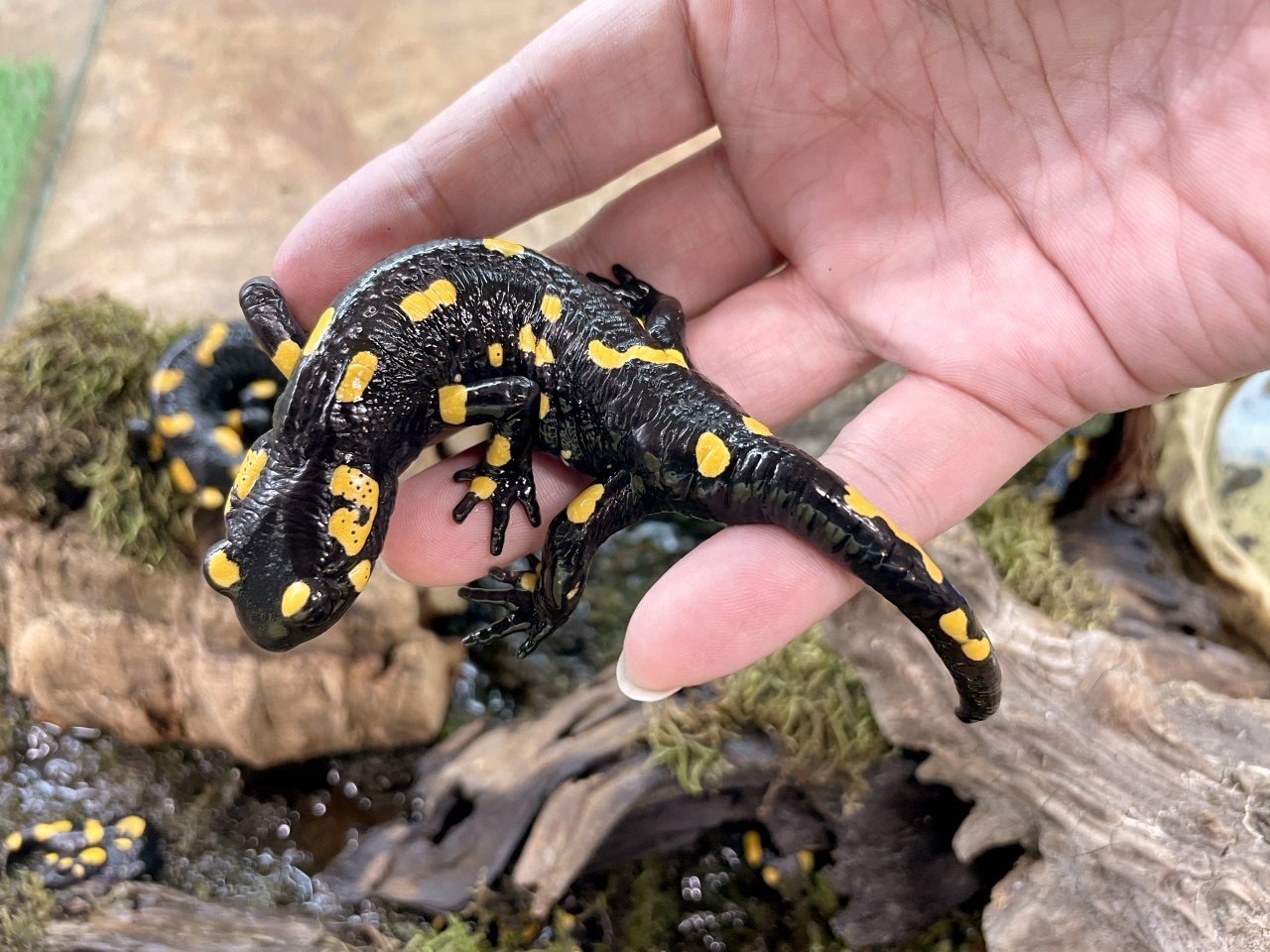 ファイアサラマンダー(3)