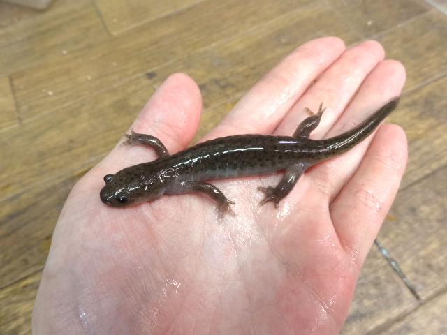 チョウセンサンショウウオ(3)