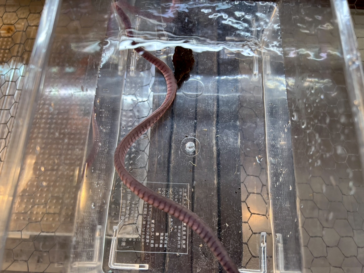 カウプカワアシナシイモリ(2)