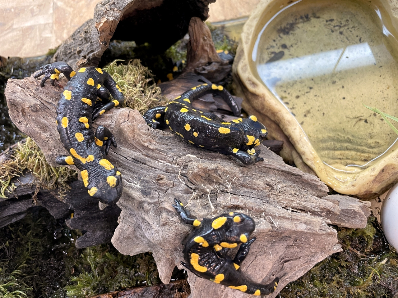 ファイアサラマンダー(4)