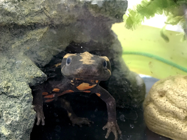 ラオスコブイモリ