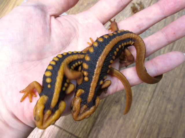 ミナミイボイモリ(3)