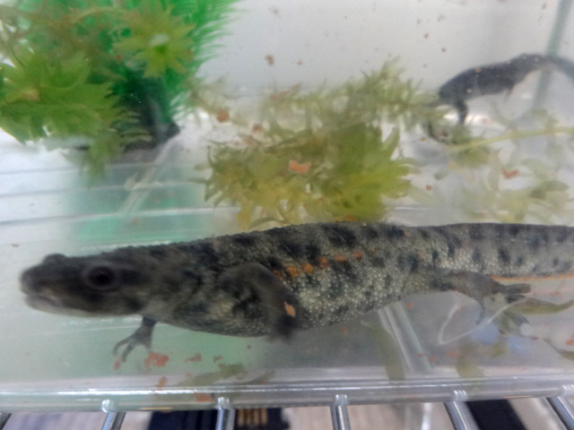 イベリアトゲイモリ(1)