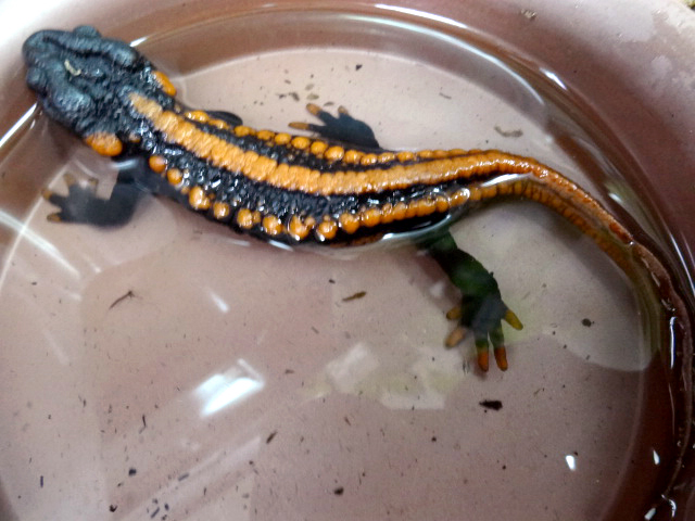 コイチョウイボイモリ