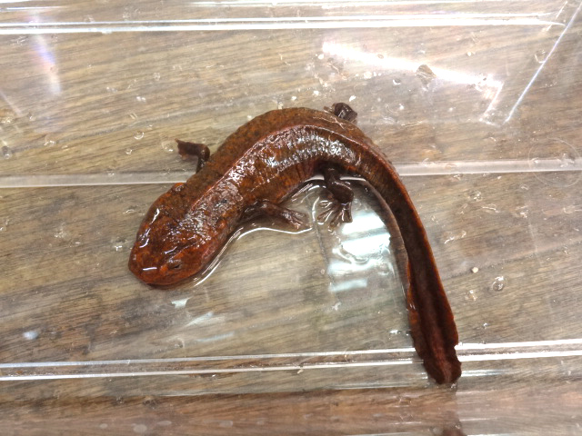 ユンウコブイモリ