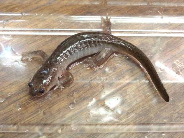 チョウセンサンショウウオ(1)