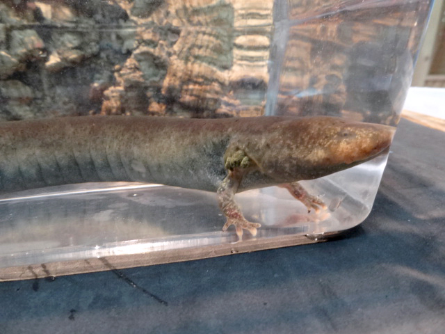 レッサーサイレン(3)