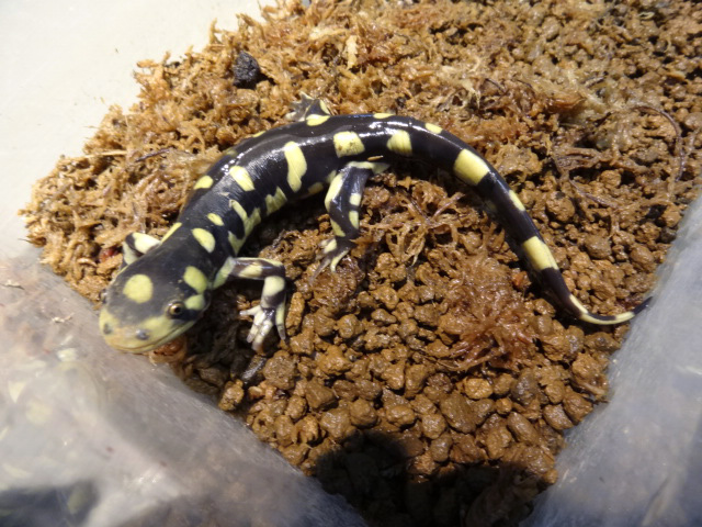 オビタイガーサラマンダー(3)