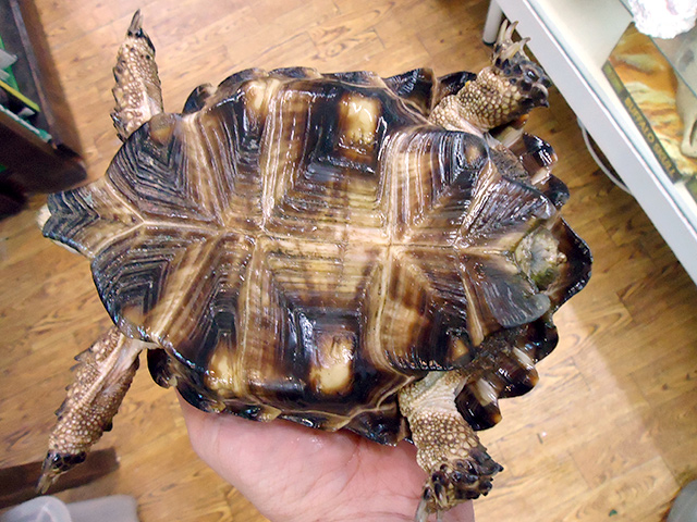 テキサスゴファーガメ(7)