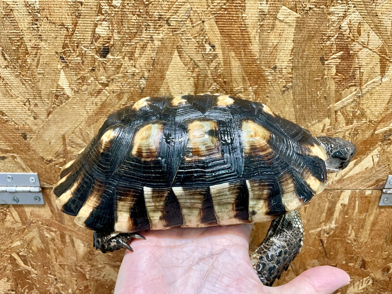 オオフチゾリリクガメ(4)