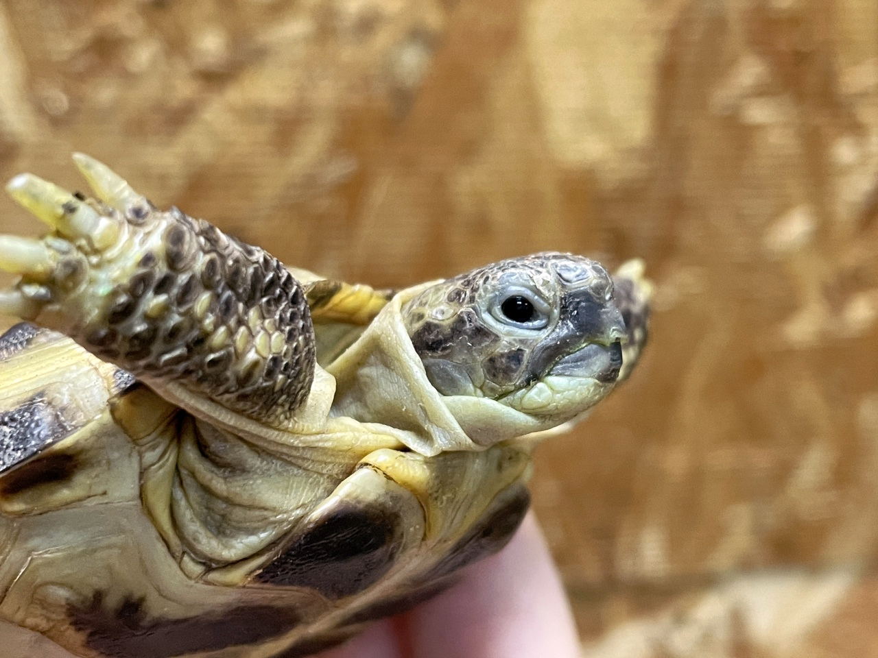 ロシアリクガメ(11)