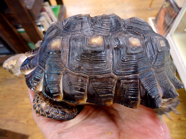 テキサスゴファーガメ(5)