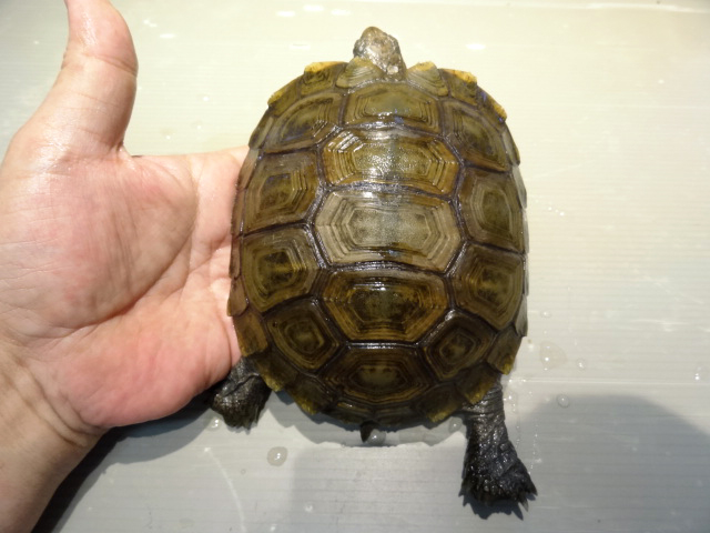 スマトラムツアシガメ(11)