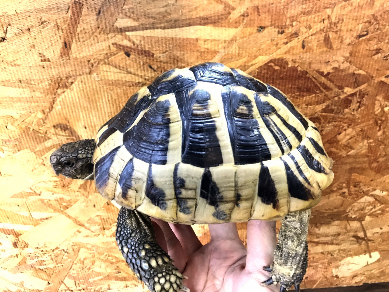 ヒガシヘルマンリクガメ(3)