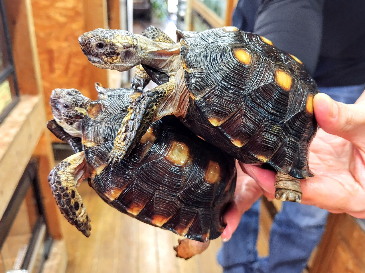 テキサスゴファーガメ(1)