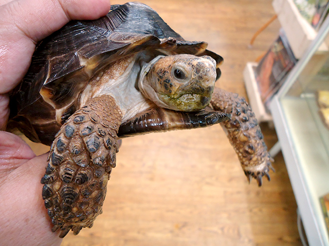 テキサスゴファーガメ(6)
