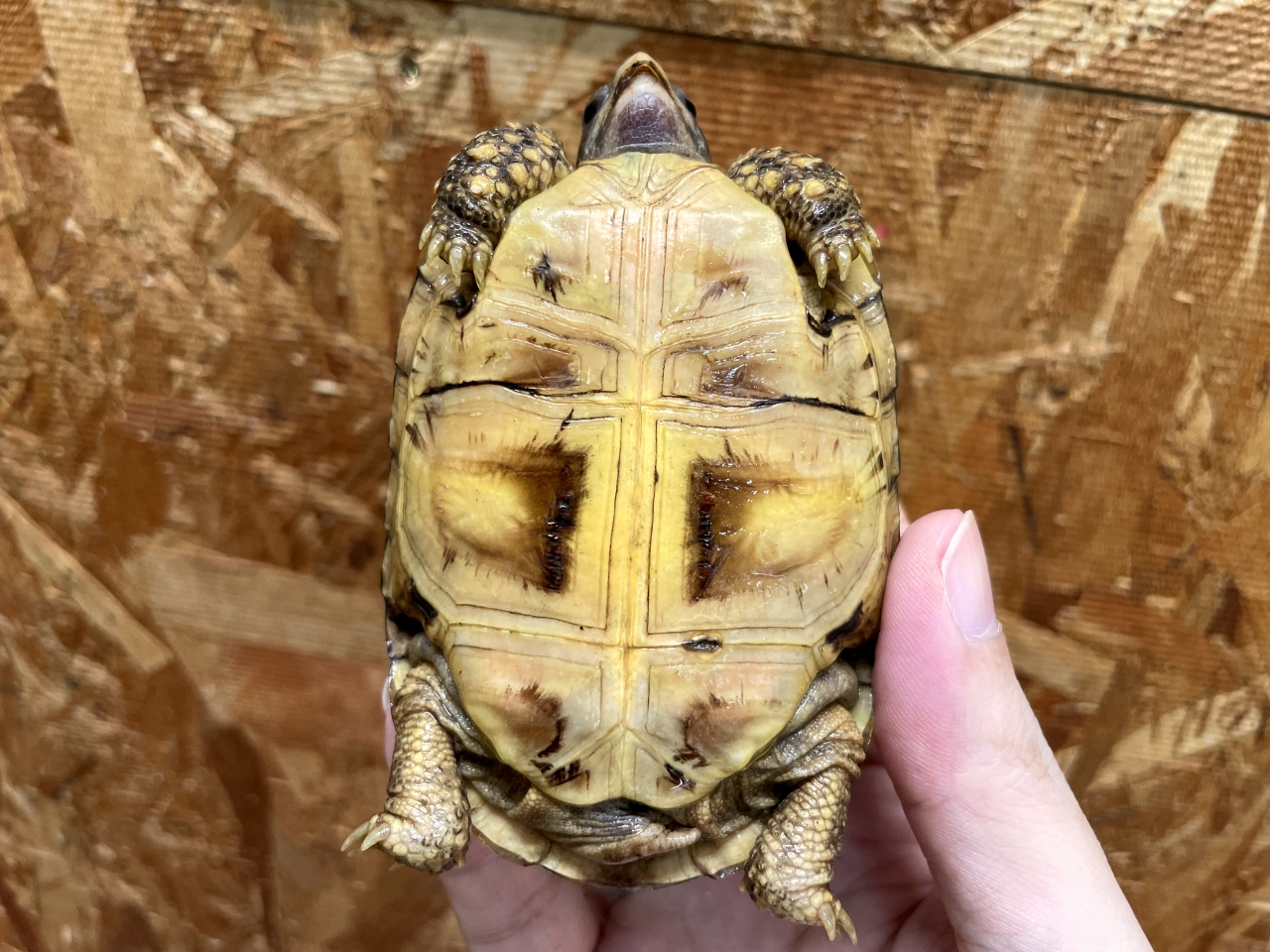 ニシベルセオレガメ(12)