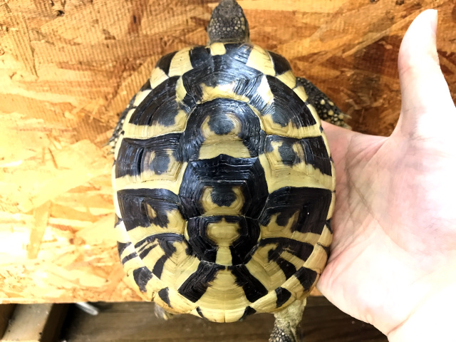 ヒガシヘルマンリクガメ