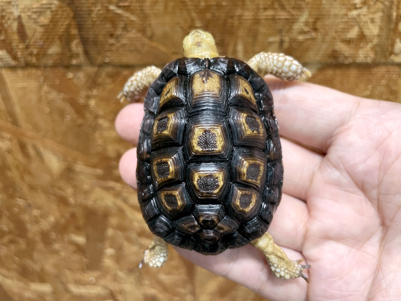 オウムヒラセリクガメ(1)