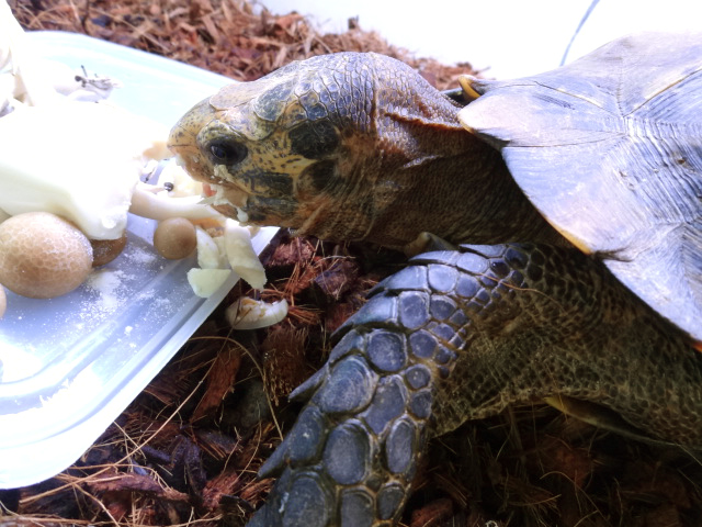 インプレッサムツアシガメ(5)