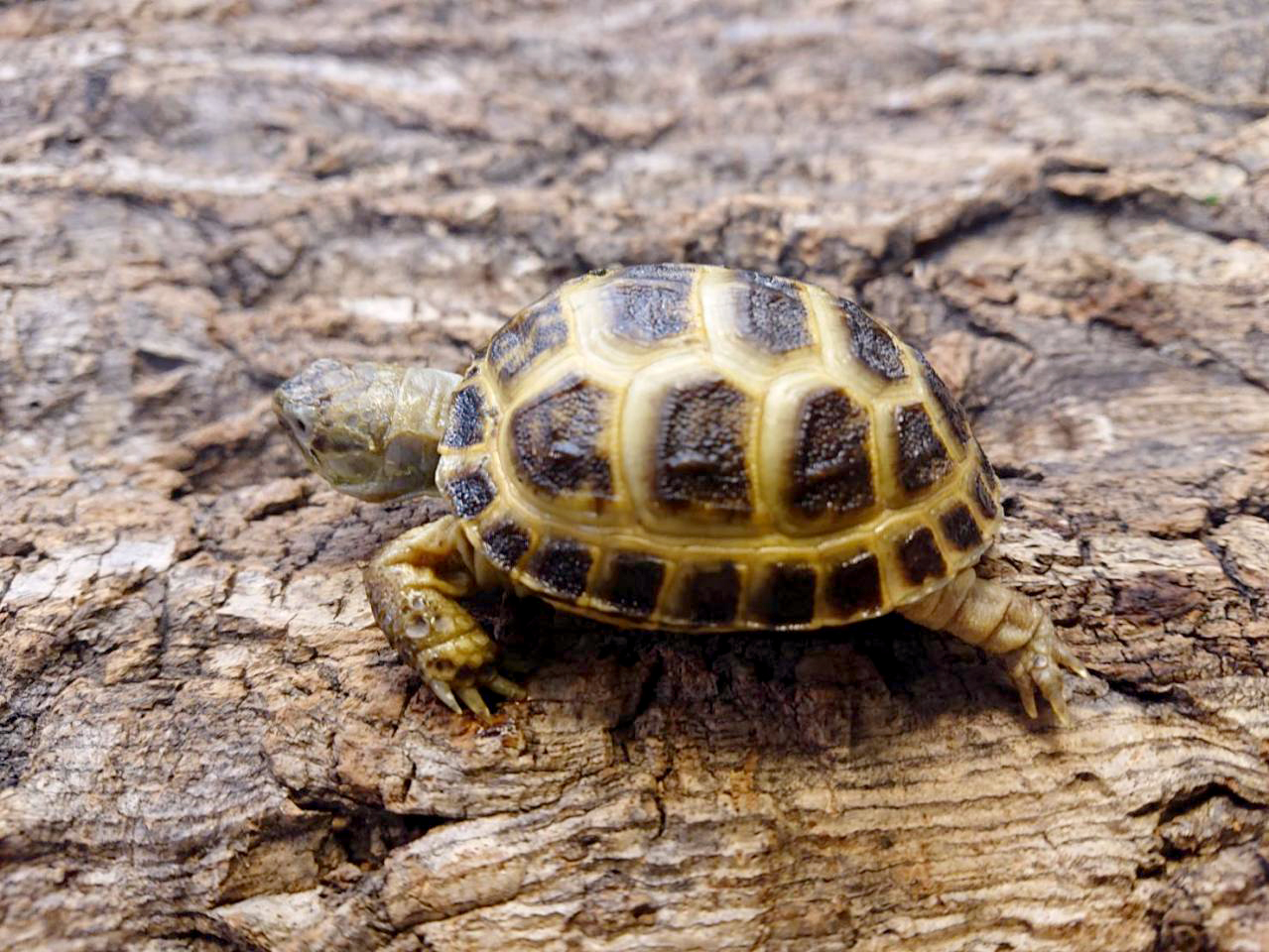 ロシアリクガメ(6)