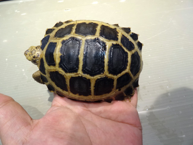 セレベスリクガメ(9)