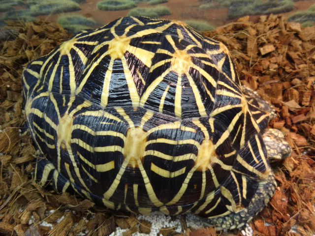 インドホシガメ(7)