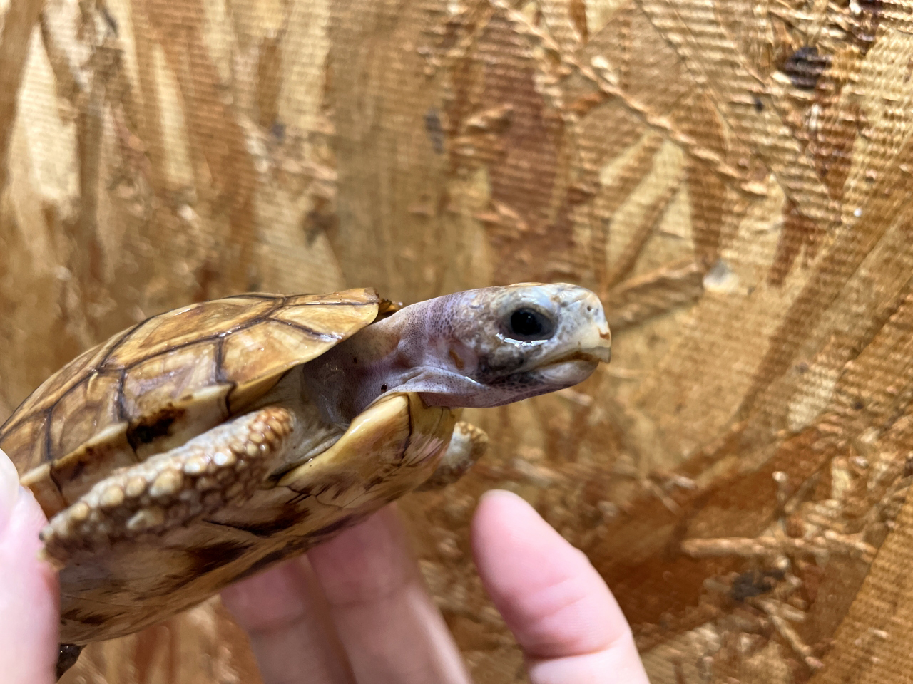 ニシベルセオレガメ(3)