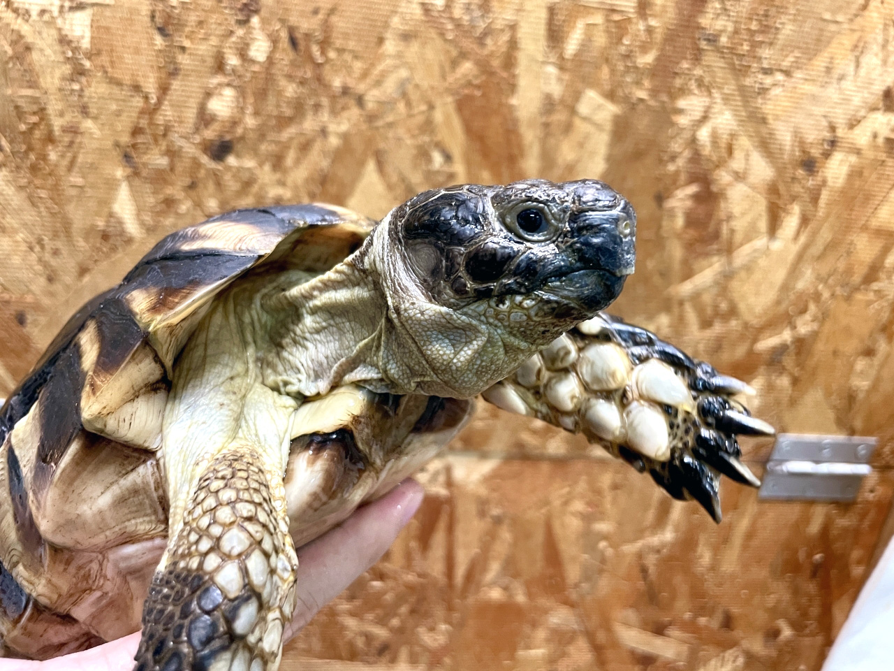 オオフチゾリリクガメ(3)