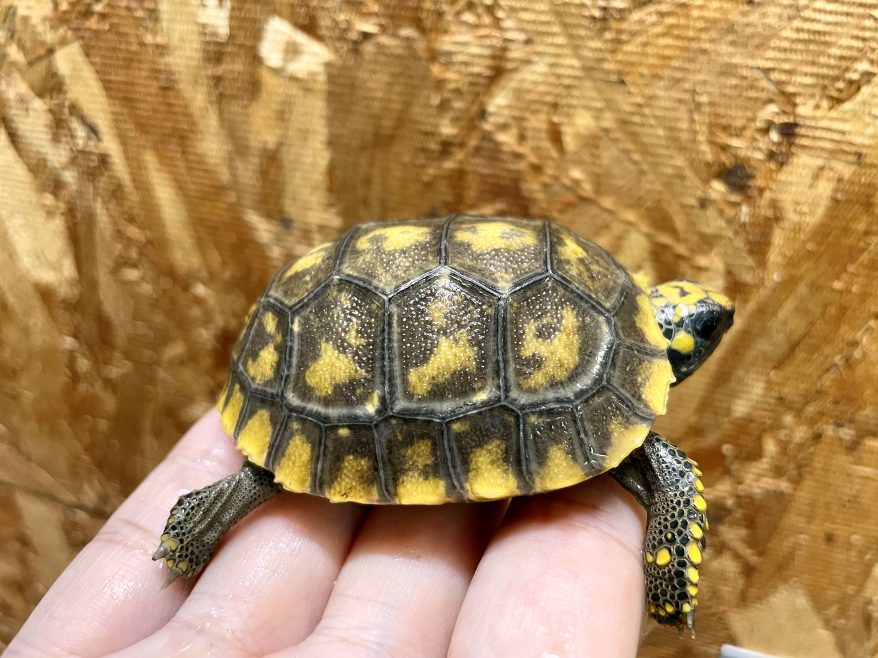 キアシリクガメ(6)