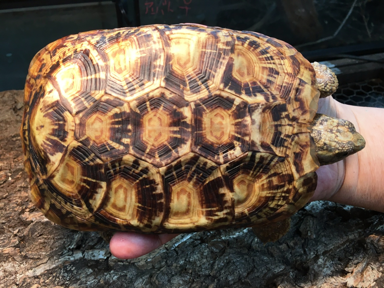 パンケーキリクガメ(1)