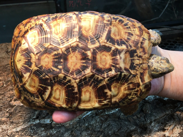 りくがめ 爬虫類図鑑 カメ図鑑（リクガメ）